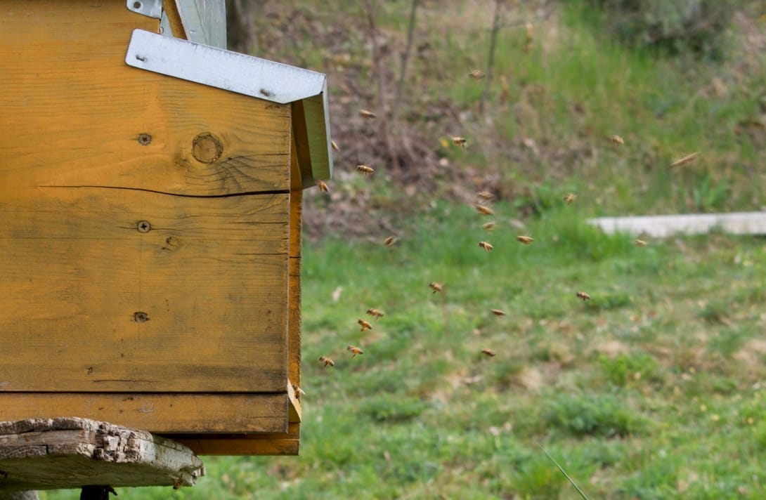 Bees in full swing