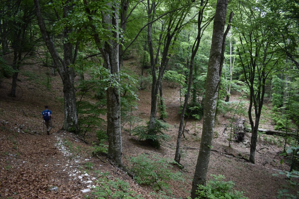 ancient beeches forests